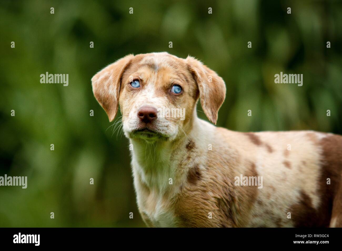 Louisiana Catahoula Leopard Dog Portrait Stock Photo - Alamy