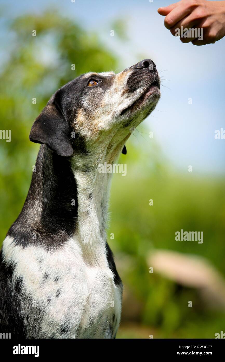 Louisiana Catahoula Leopard Dog Portrait Stock Photo - Alamy