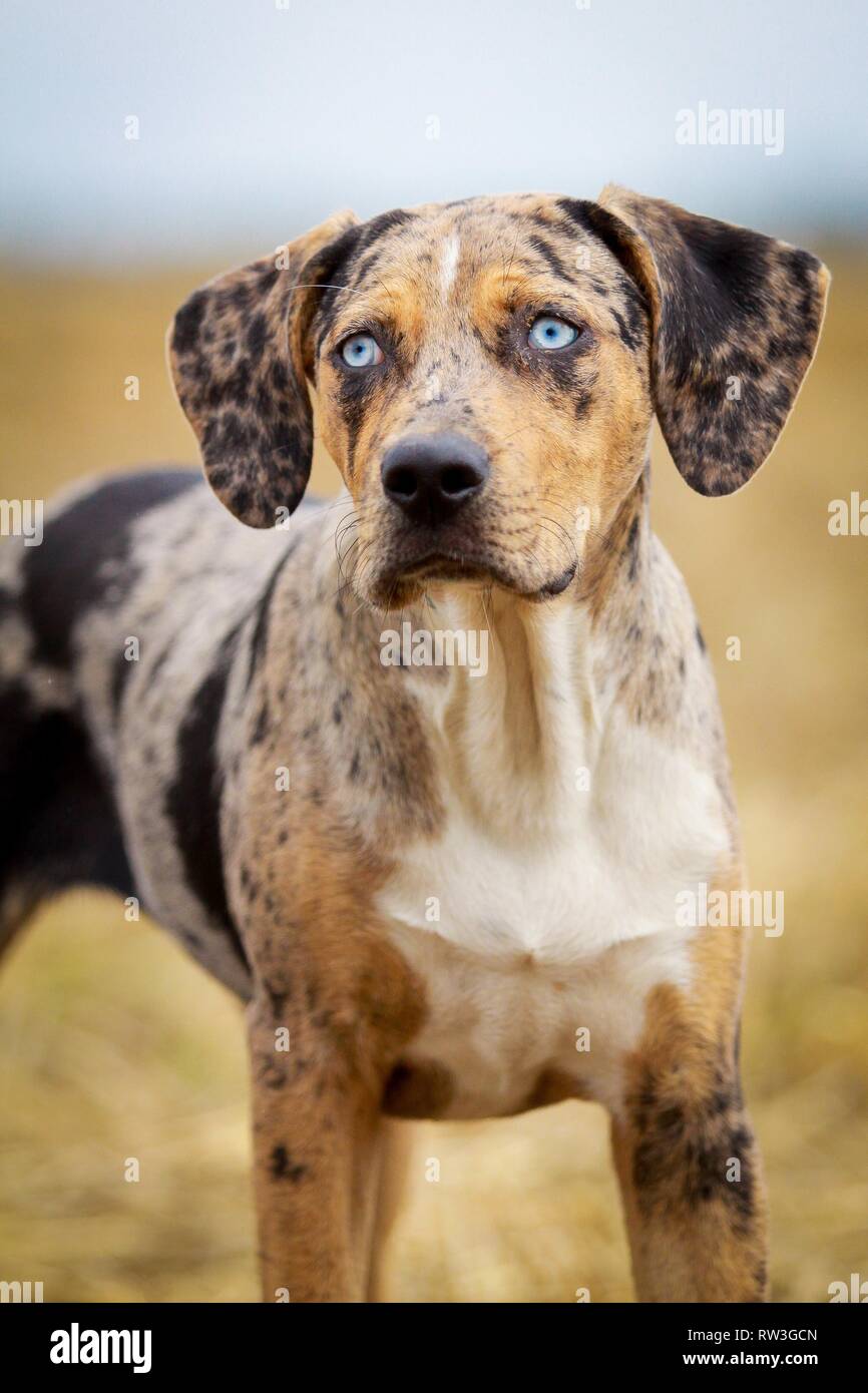 Louisiana Catahoula Leopard Dog Portrait Stock Photo - Alamy