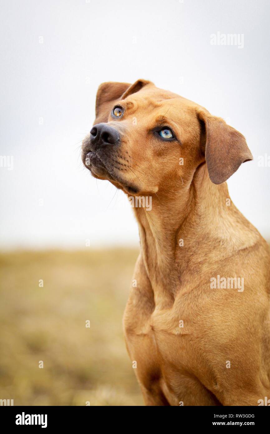 Louisiana Catahoula Leopard Dog Portrait Stock Photo - Alamy