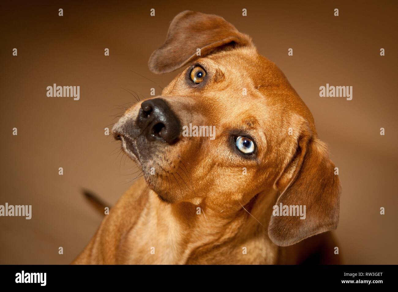 Louisiana Catahoula Leopard Dog Portrait Stock Photo - Alamy