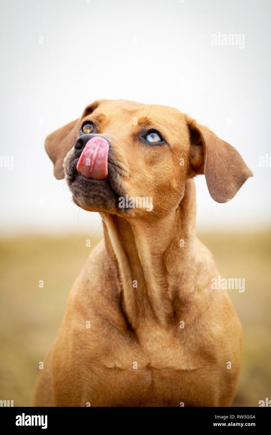Louisiana Catahoula Leopard Dog Portrait Stock Photo - Alamy