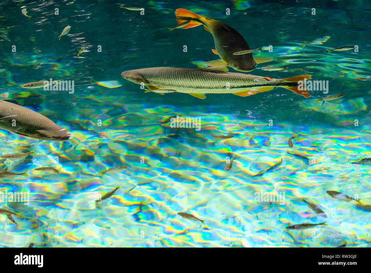 Brycon Hilarii, Piraputanga fishes in cristal clear water of the Salobra river, Bom Jardim Nobres, Mato Grosso, Brazil Stock Photo