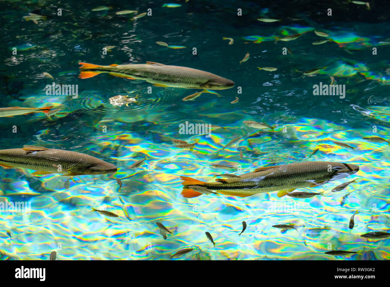 Brycon Hilarii, Piraputanga fishes in cristal clear water of the Salobra river, Bom Jardim Nobres, Mato Grosso, Brazil Stock Photo
