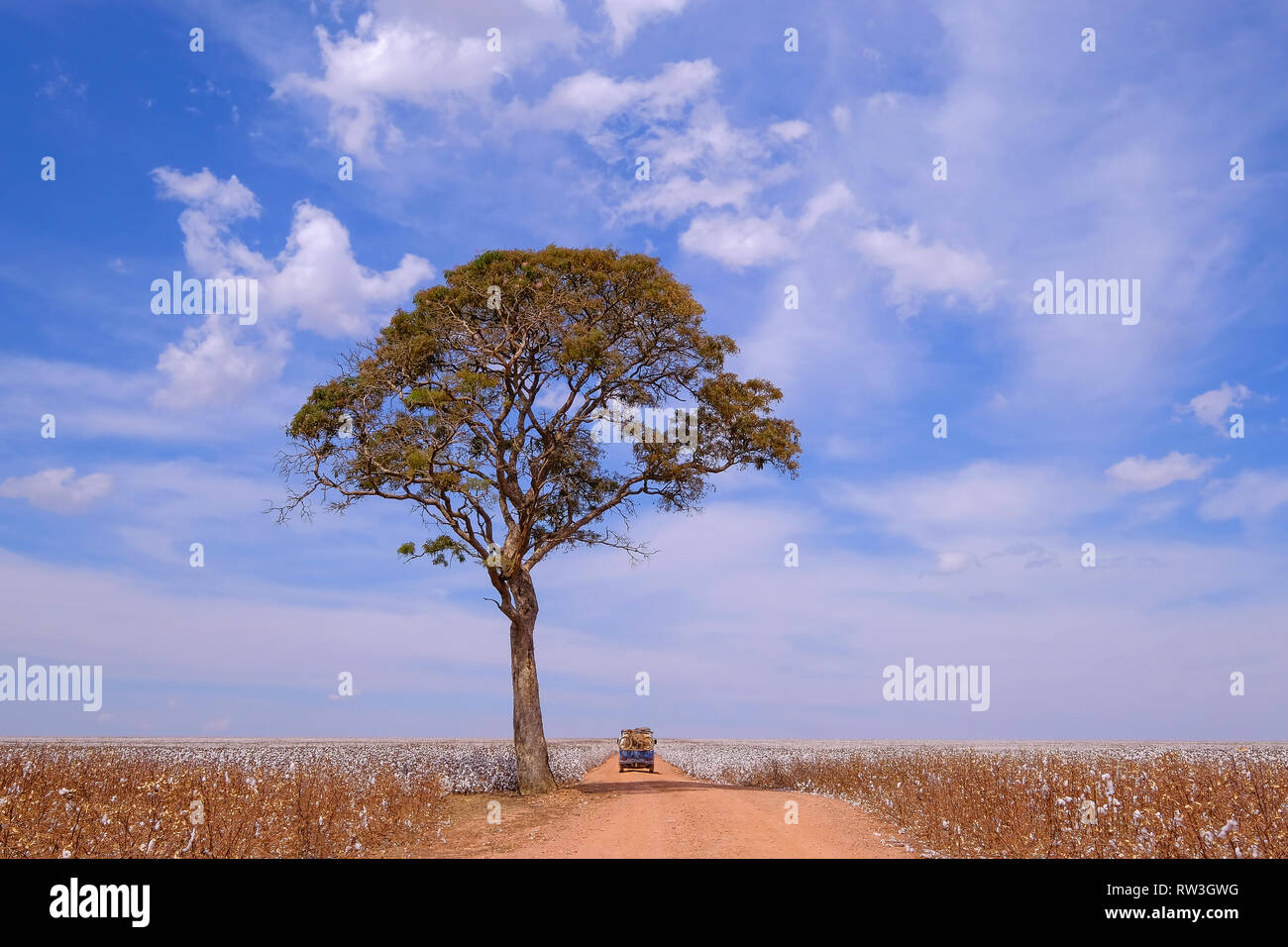 Old german vintage campervan and tree in the middle of a cotton field in Campo Verde, Mato Grosso, Brazil Stock Photo