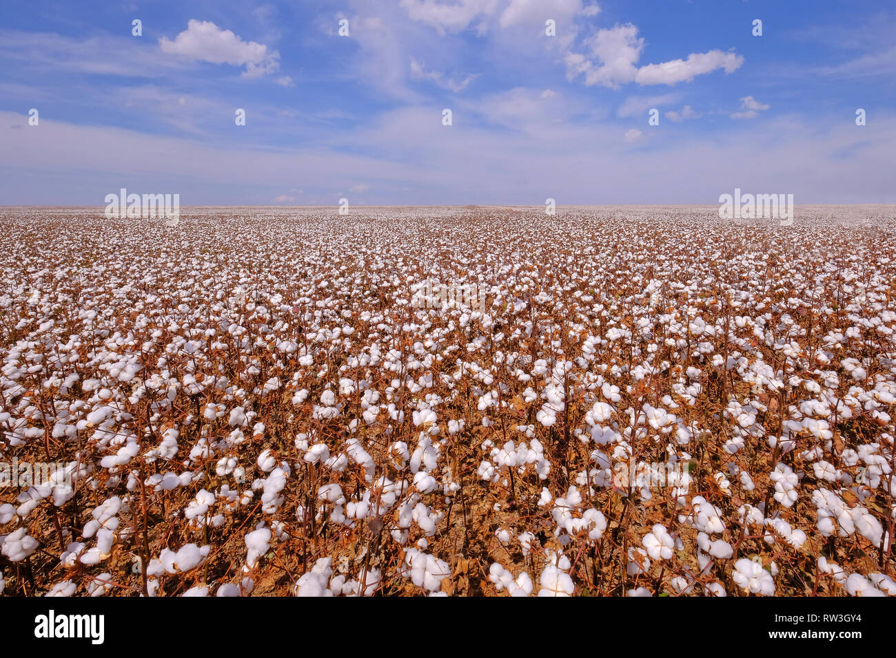 Cotton field ready for harvesting in Campo Verde, Mato Grosso, Brazil Stock Photo