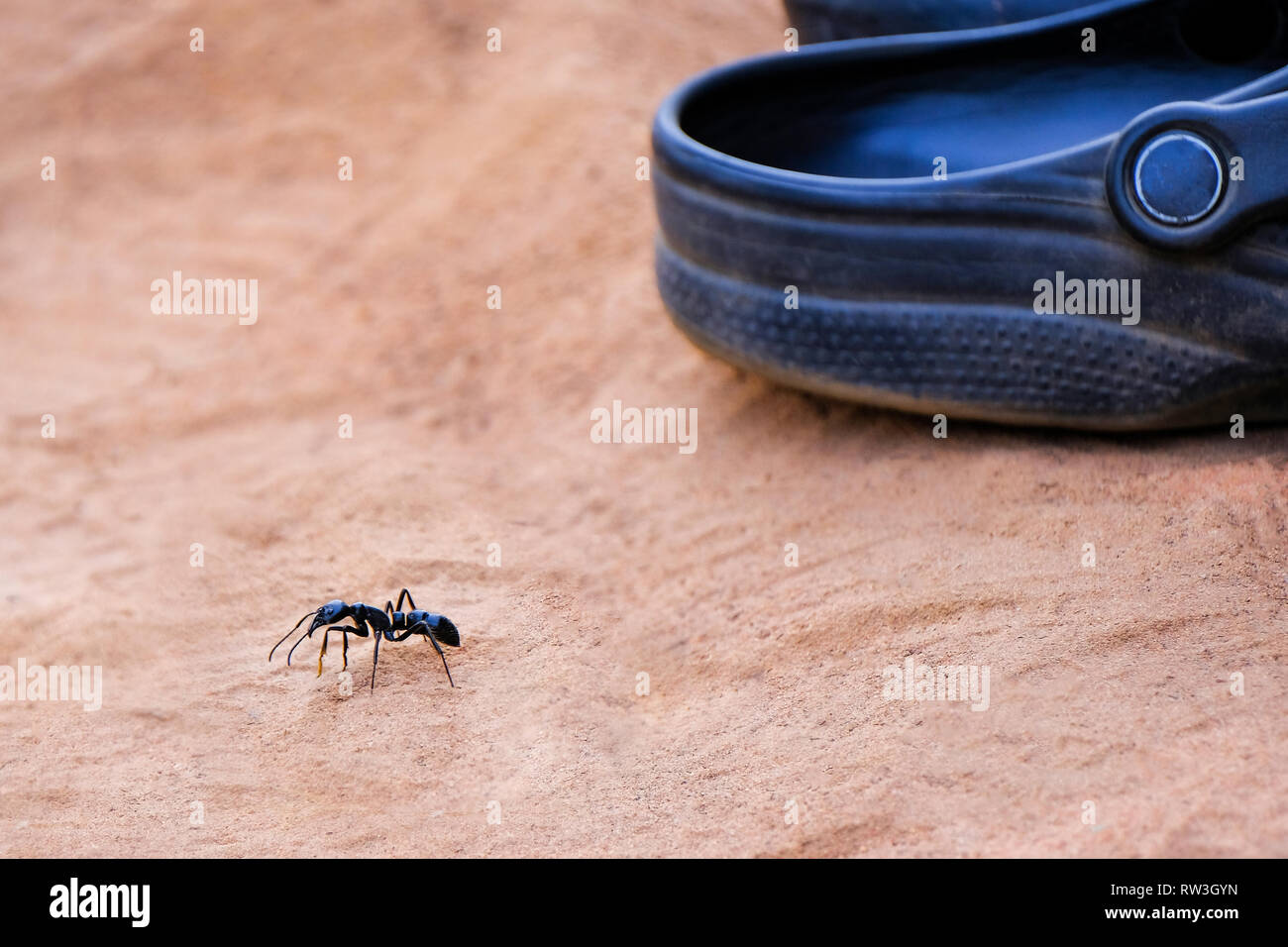 Giant leaf cutter ant in size comparison with a shoe Stock Photo