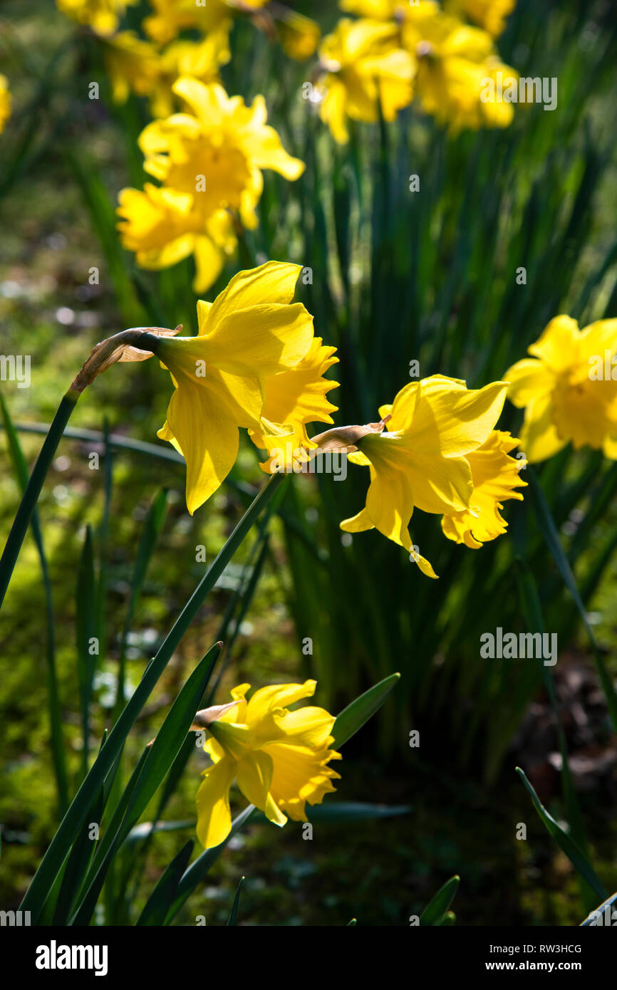 Daffodils in full bloom Stock Photo Alamy