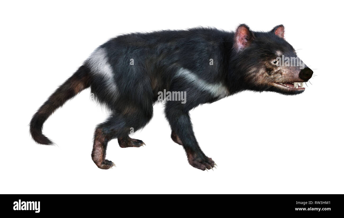 3D rendering of a tasmanian devil isolated on white background Stock ...