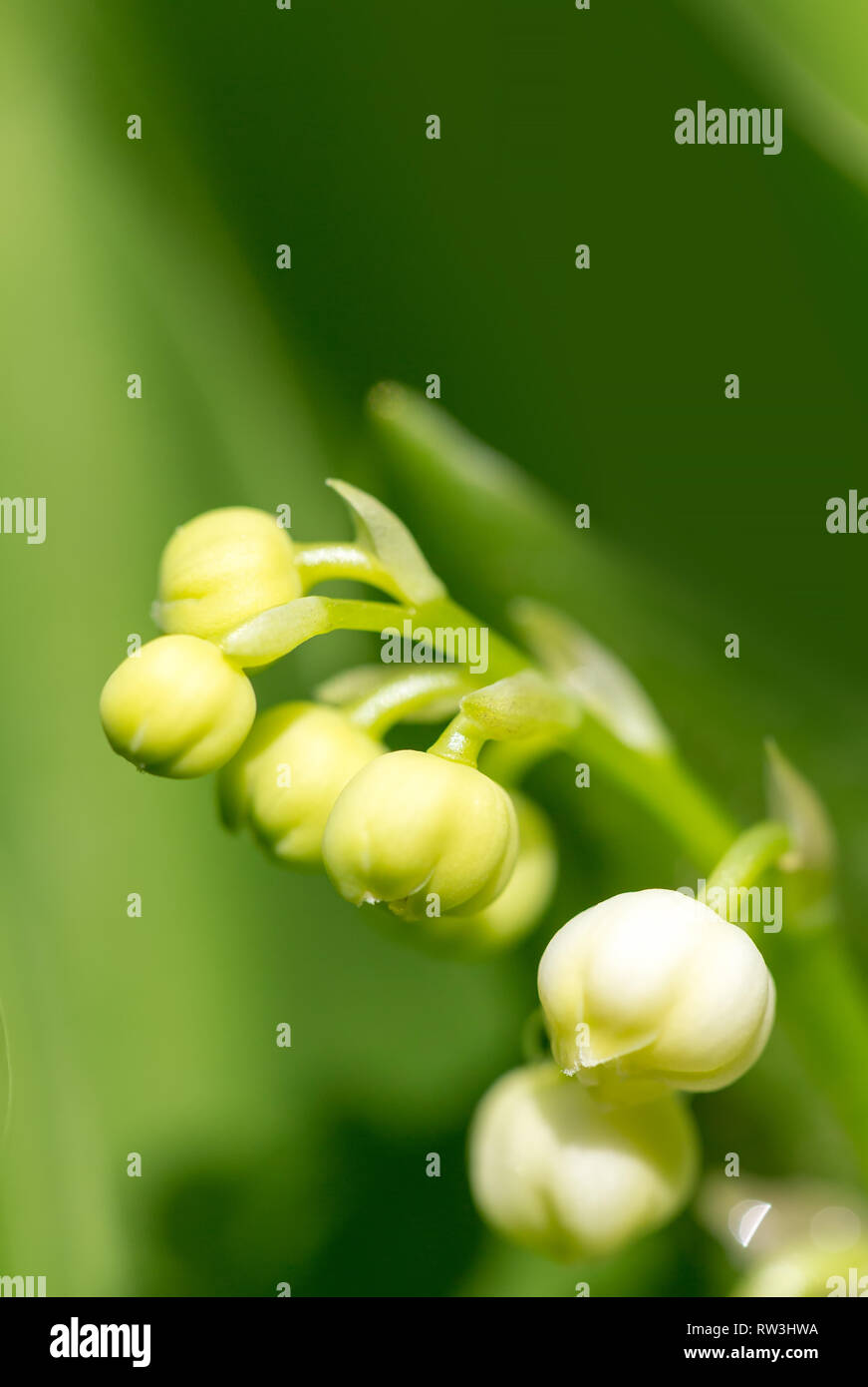 Blooming Lily Of The Valley In Spring Garden With Shallow Focus Blooming Lily Of The Valley In Spring Garden With Shallow Focus