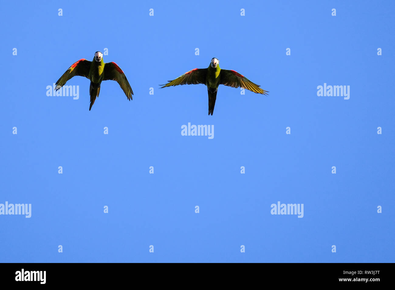 Flying red-shouldered macaw in the wild, Diopsittaca Nobilis, Aquidauana, Mato Grosso Do Sul, Brazil Stock Photo
