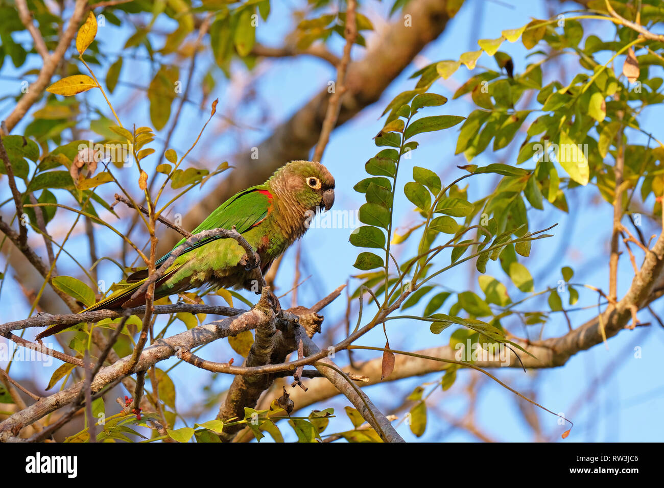 Scaly-headed Parrot, Pionus Maximiliani, perching on a branch in Pantanal, Aquidauana, Mato Grosso Do Sul, Brazil Stock Photo