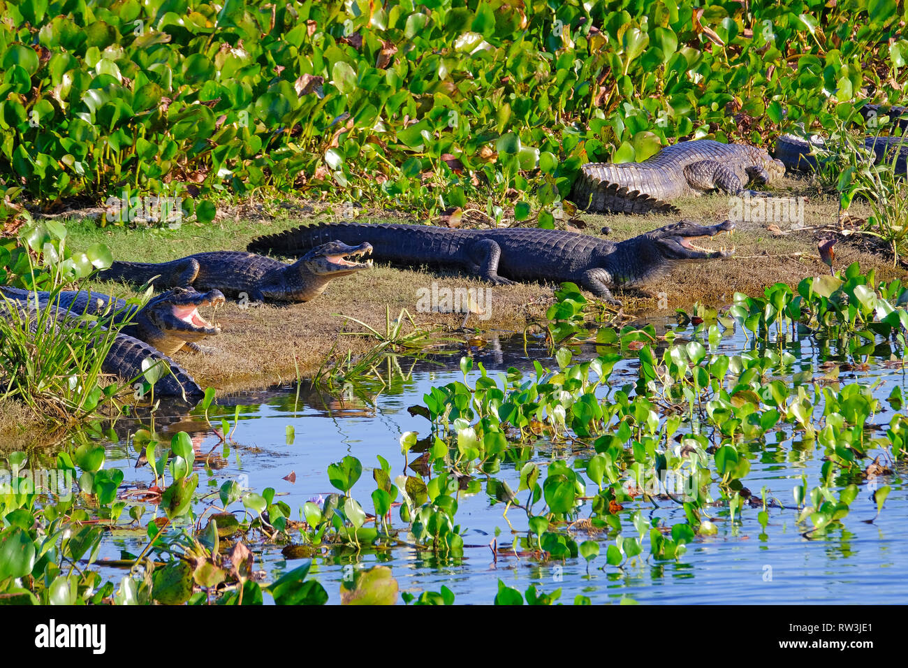 Yacare Caymans, Caiman Crocodilus Yacare Jacare, in the grassland of Pantanal wetland, Corumba, Mato Grosso Sul, Brazil Stock Photo