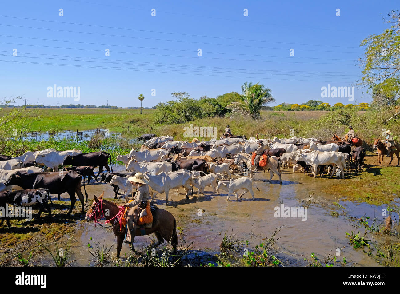 Cowboys Herding Cattle High Resolution Stock Photography and Images - Alamy