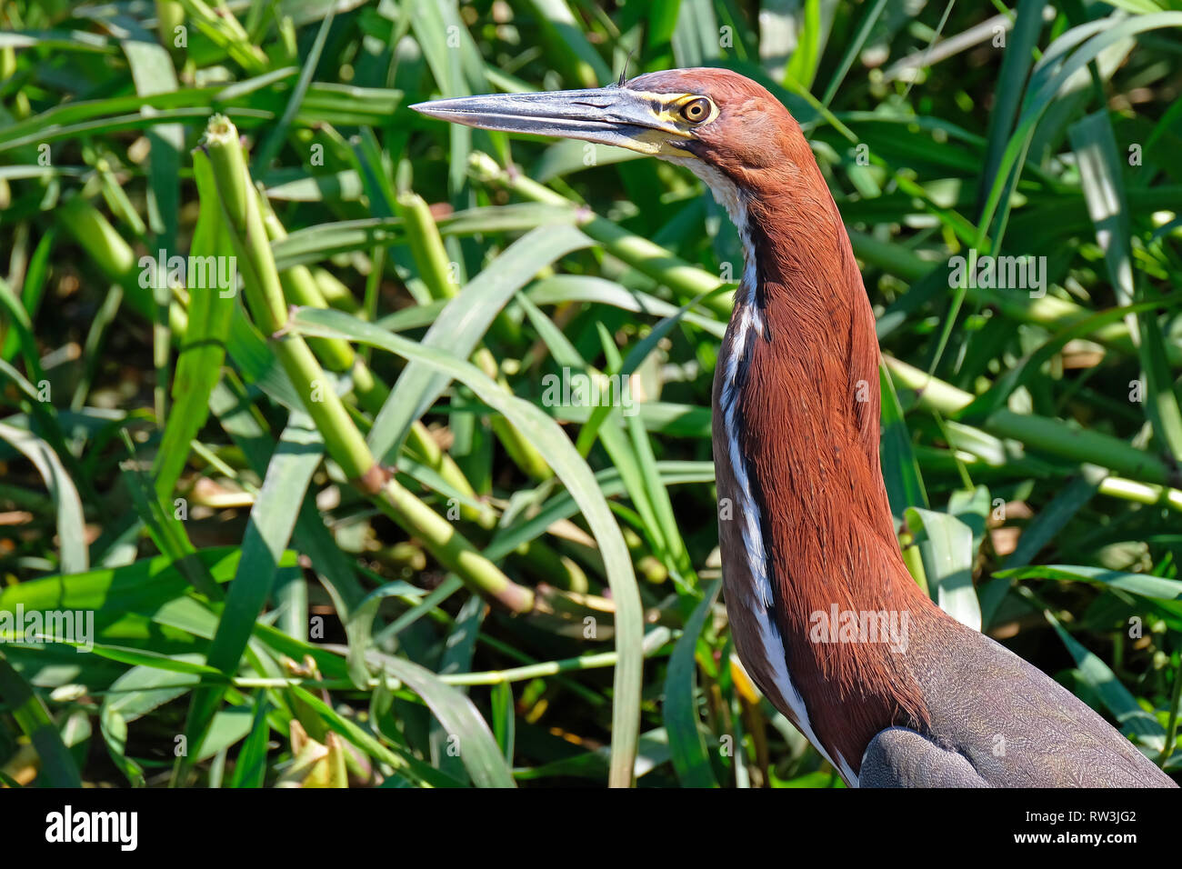 Detail portrait of Rufescent Tiger Heron, Tigrisoma Lineatum, in the