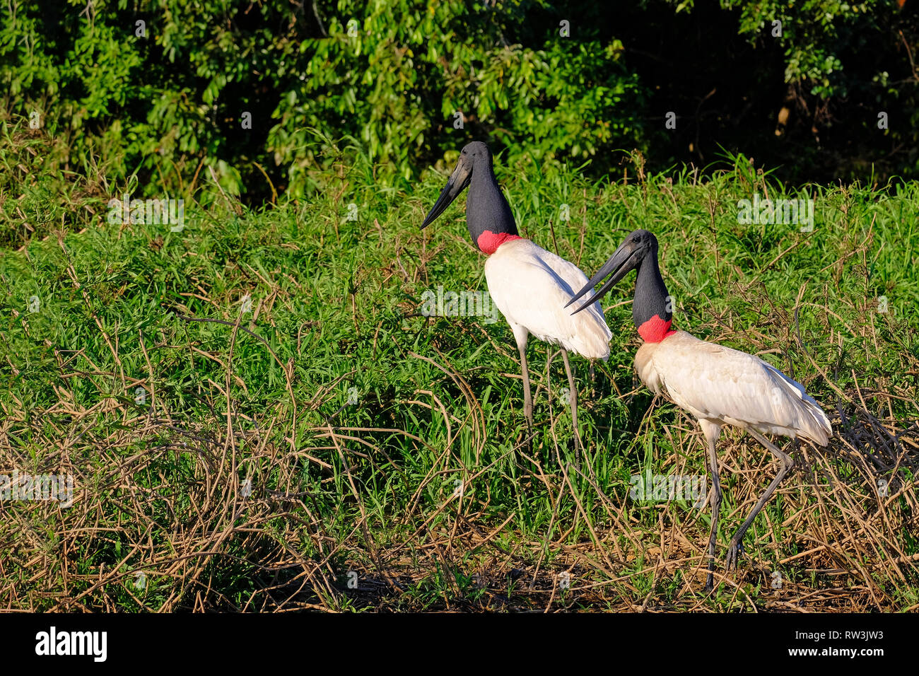 Jabiru Storks, Jabiru Mycteria, Cuiaba River, Porto Jofre, Pantanal Matogrossense, Mato Grosso do Sul, Brazil Stock Photo