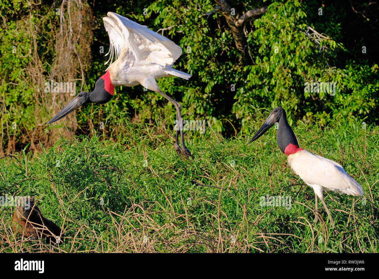 Jabiru Storks, Jabiru Mycteria, Cuiaba River, Porto Jofre, Pantanal Matogrossense, Mato Grosso do Sul, Brazil Stock Photo