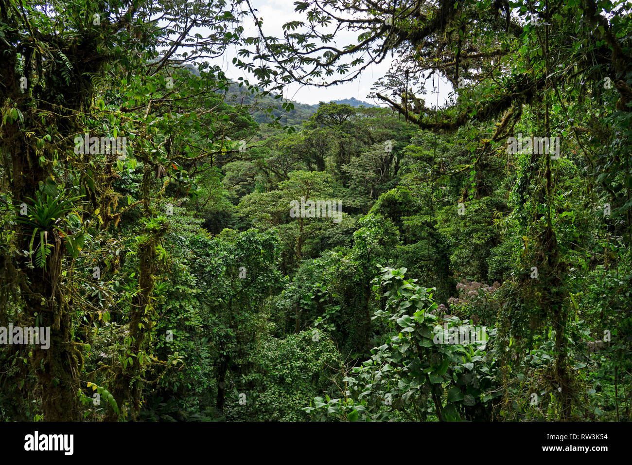 view over tree tops of Monteverde cloud forest,Costa Rica,Central America Stock Photo