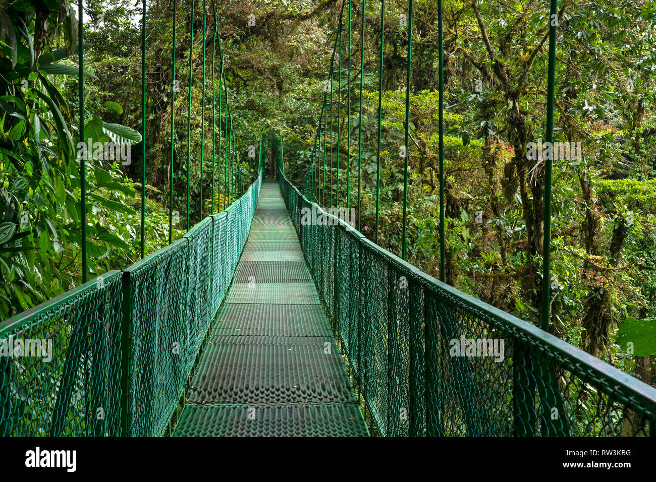 Hanging Bridges at Monteverde Cloud Forest,Costa Rica, Central America Stock Photo