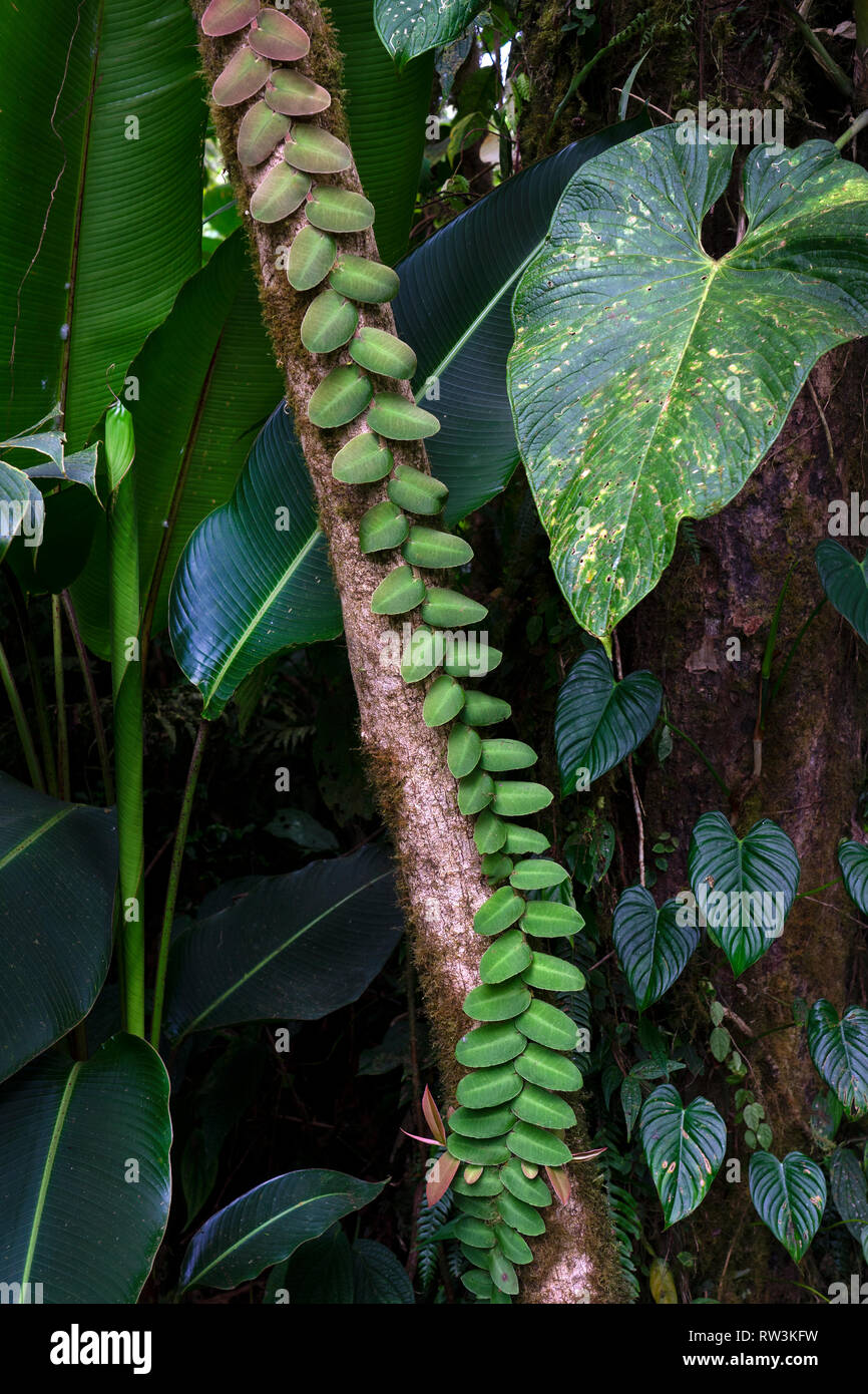 close up view of plants on trees in Monteverde Cloud forest,Costa Rica,Central America Stock Photo