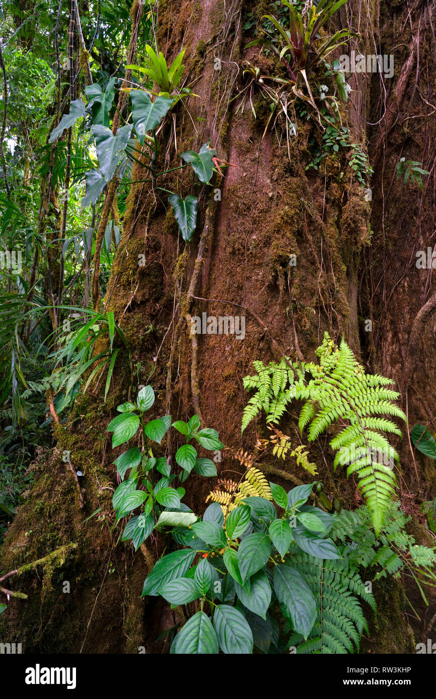 Plants and tree base in Monteverde Cloud forest,Costa Rica,Central America Stock Photo