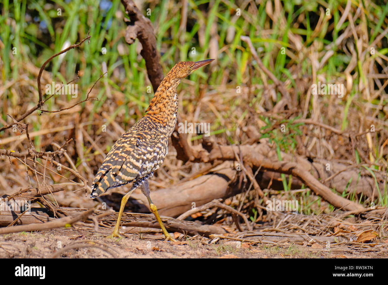 Juvenile young Rufescent Tiger Heron, Tigrisoma Lineatum, in the nature