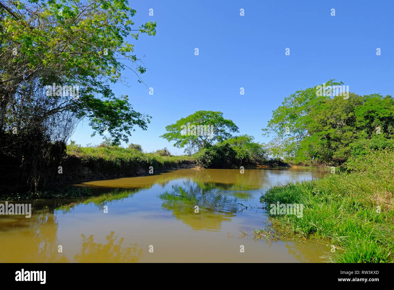 Densely forested shores of the Cuiaba river in the brazilian Pantanal, Porto Jofre, Mato Grosso Do Sul, Brazil Stock Photo