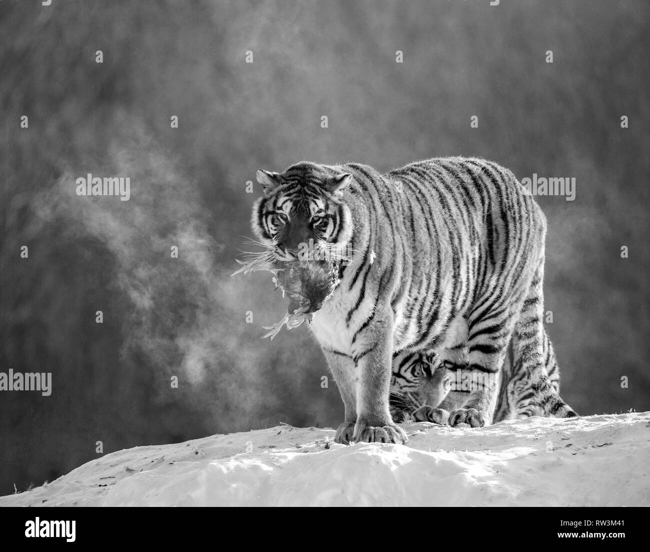 Siberian tiger on a snowy glade with prey. China. Harbin. Black and