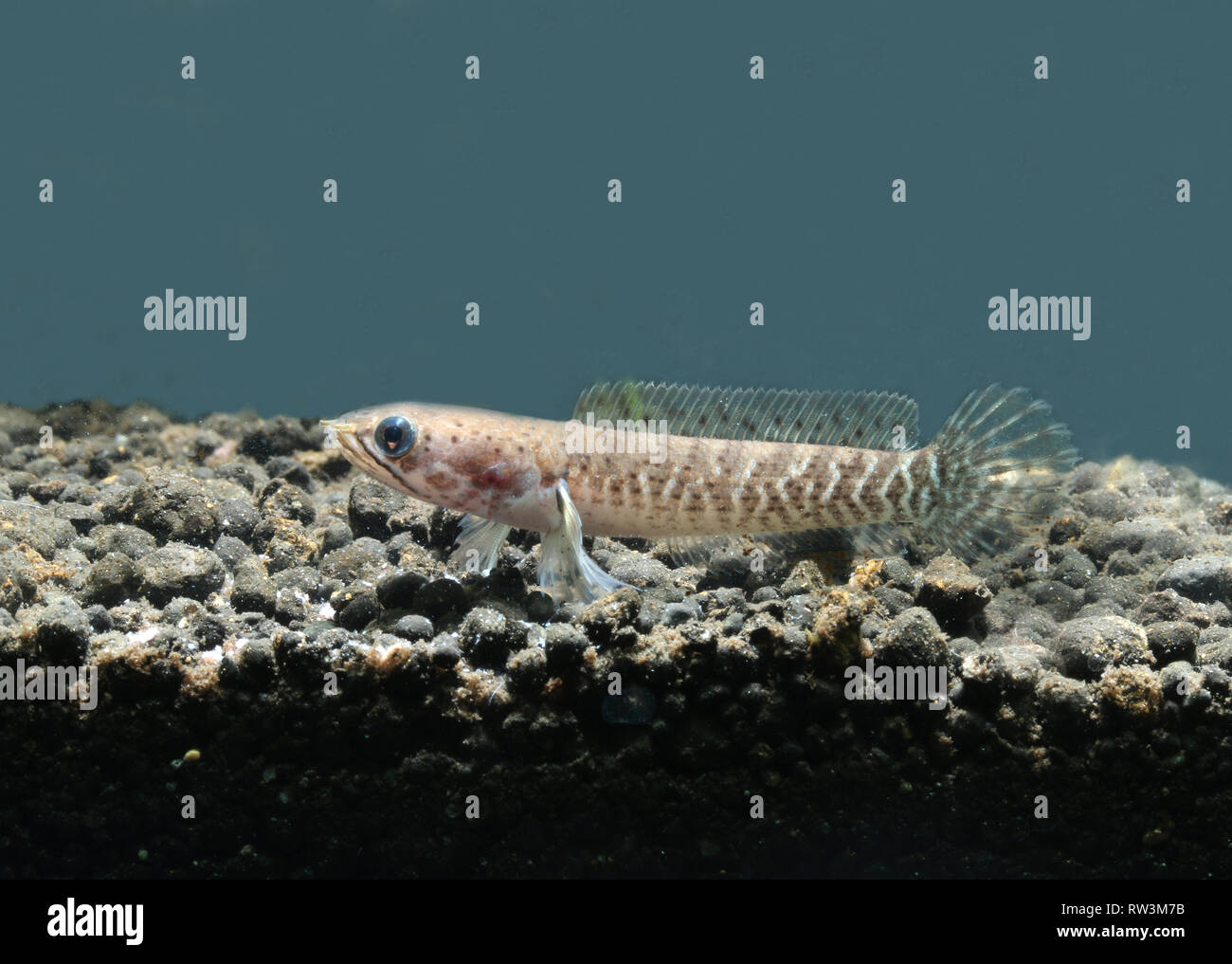 Baby Dwarf Snakehead (Channa gachua) Stock Photo