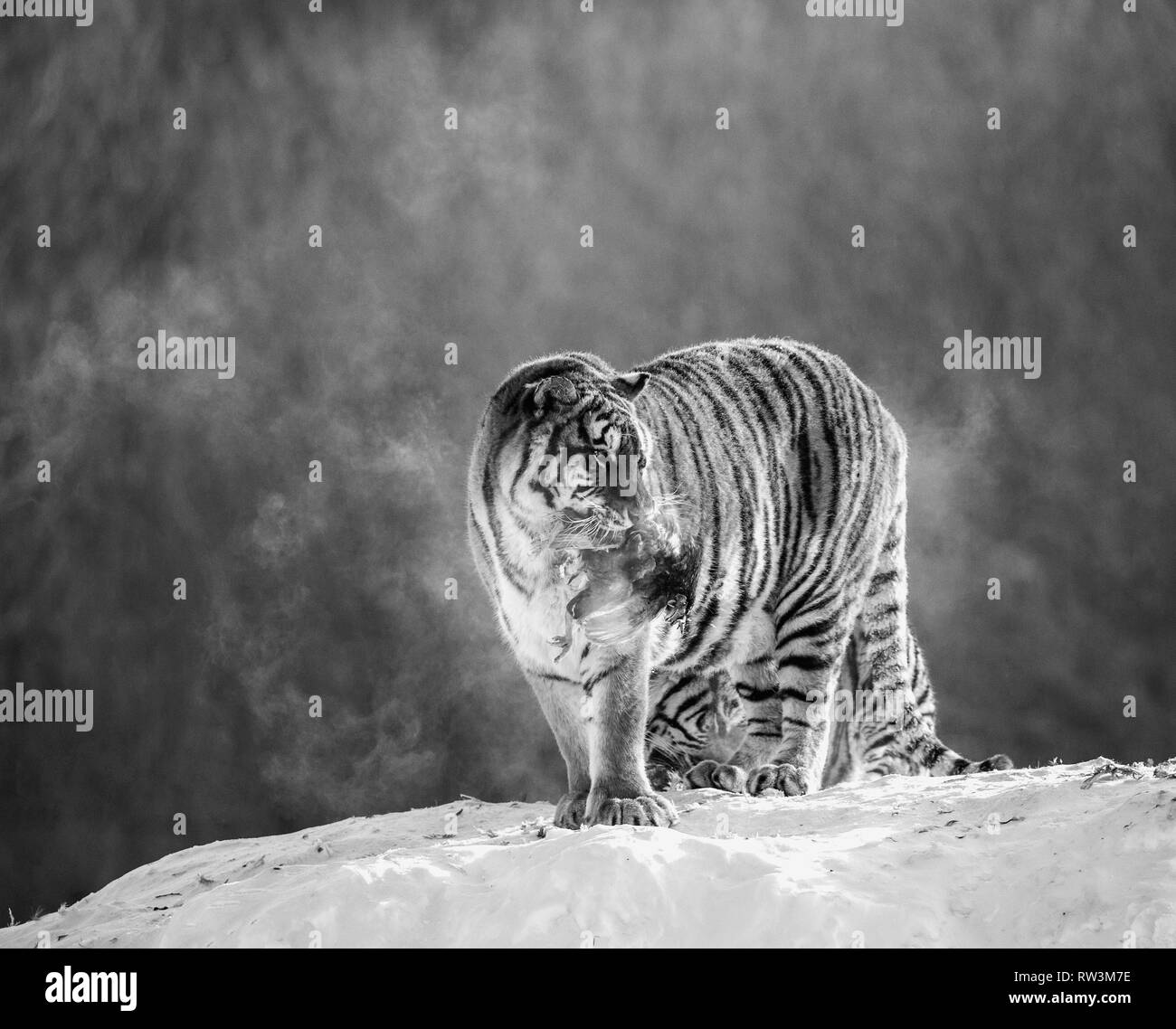 Siberian tiger on a snowy glade with prey. China. Harbin. Black and