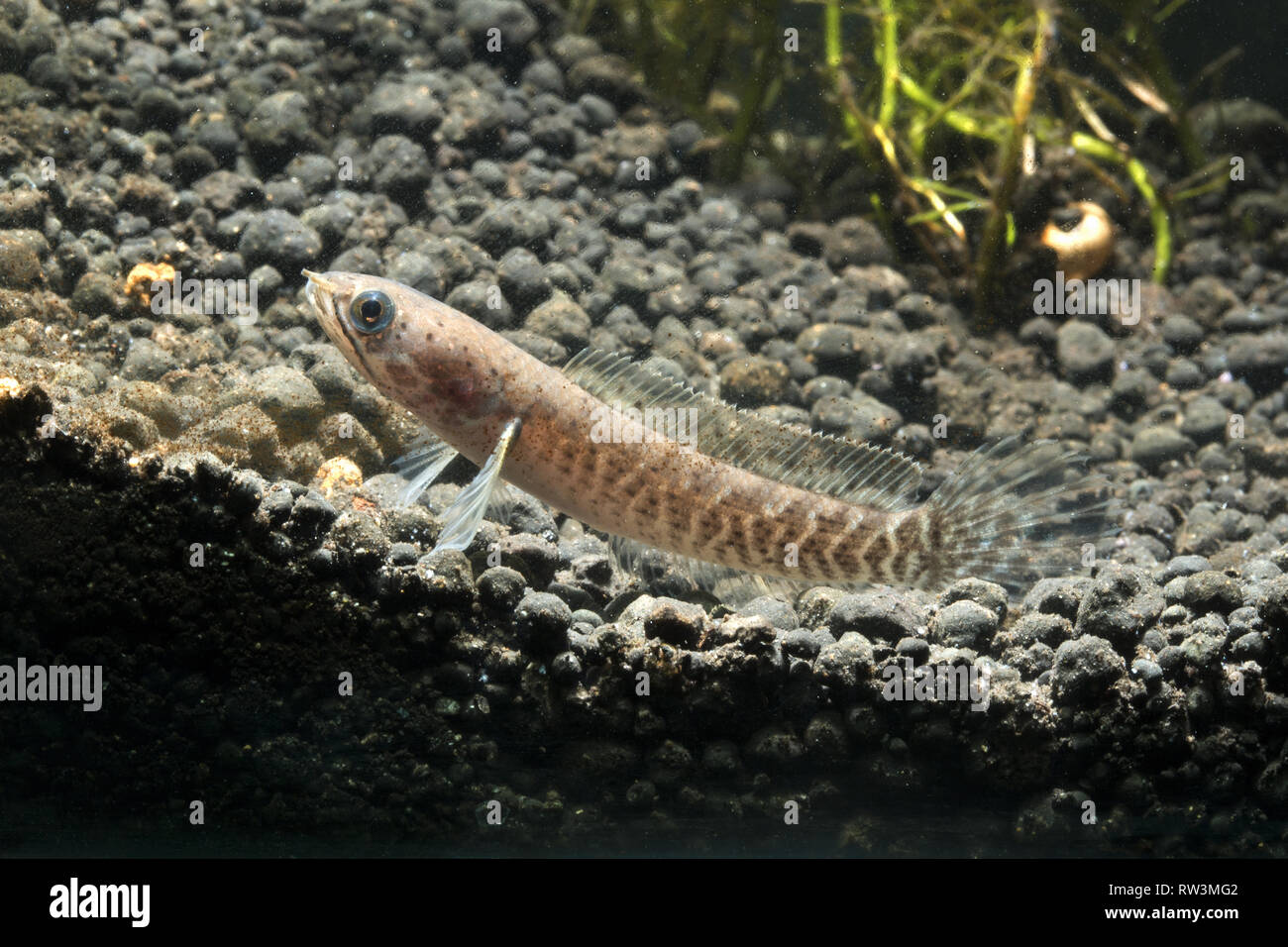 Baby Dwarf Snakehead (Channa gachua) Stock Photo