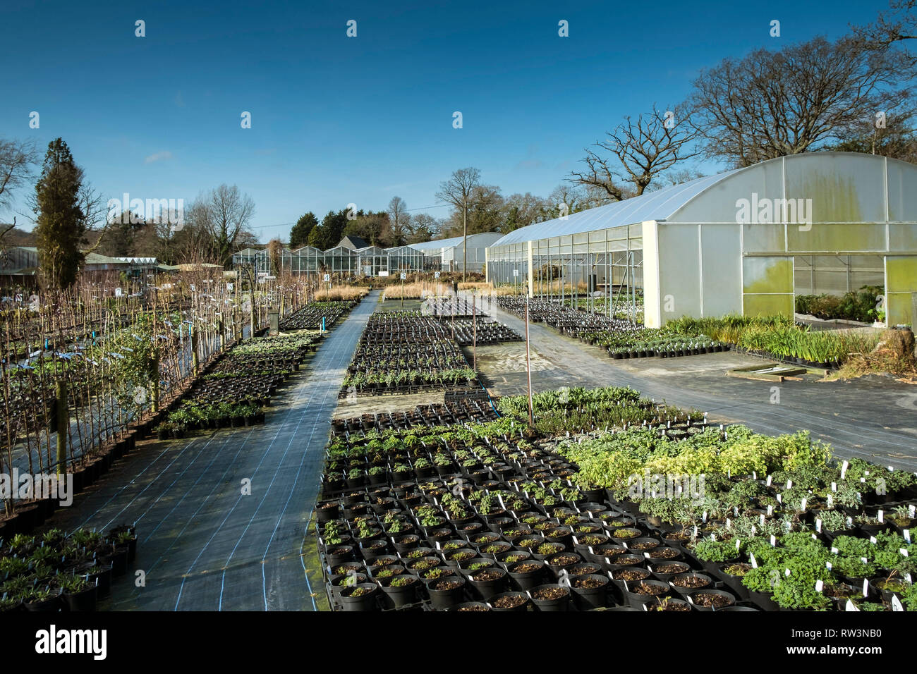 Seedlings garden centre hi-res stock photography and images - Alamy