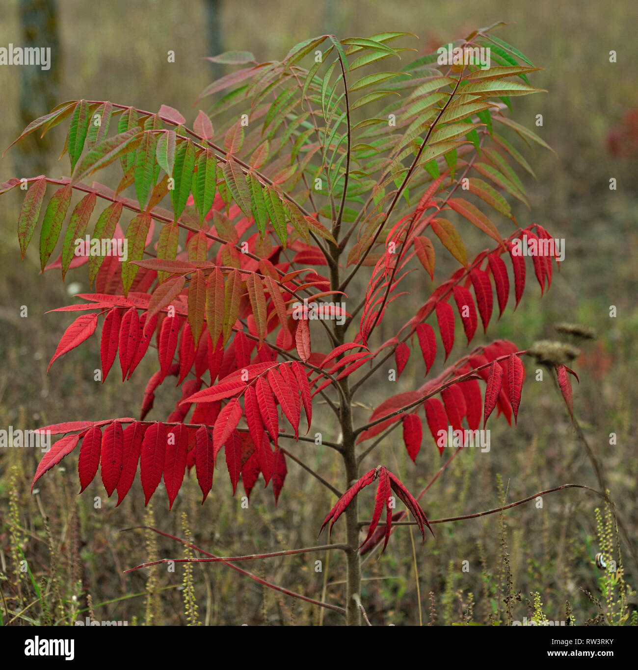Small staghorn sumac tree in field at autumn time Stock Photo
