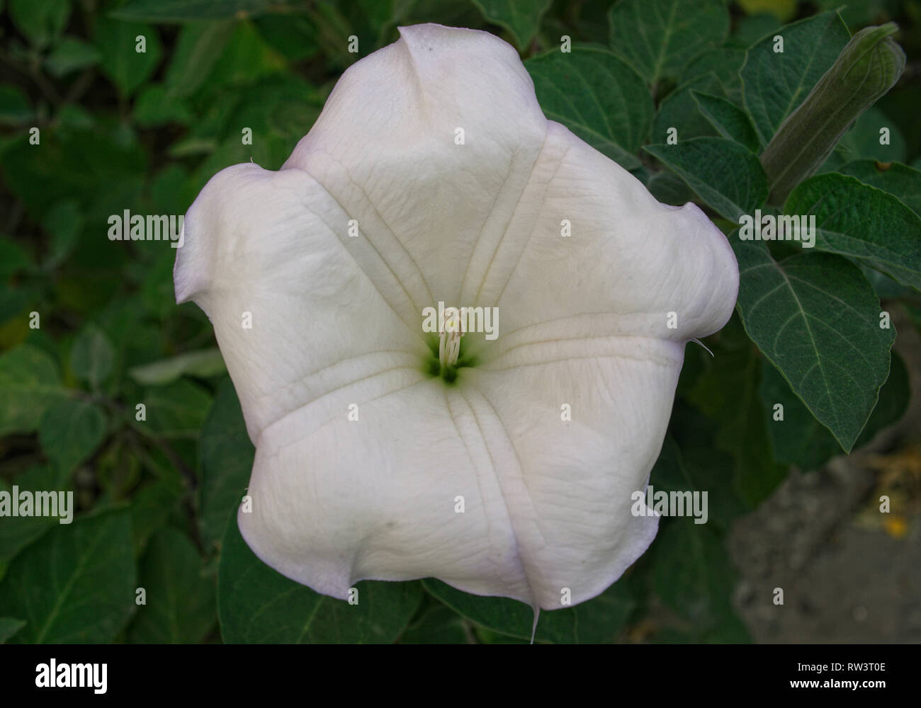 Closeup view on big white lily flower Stock Photo