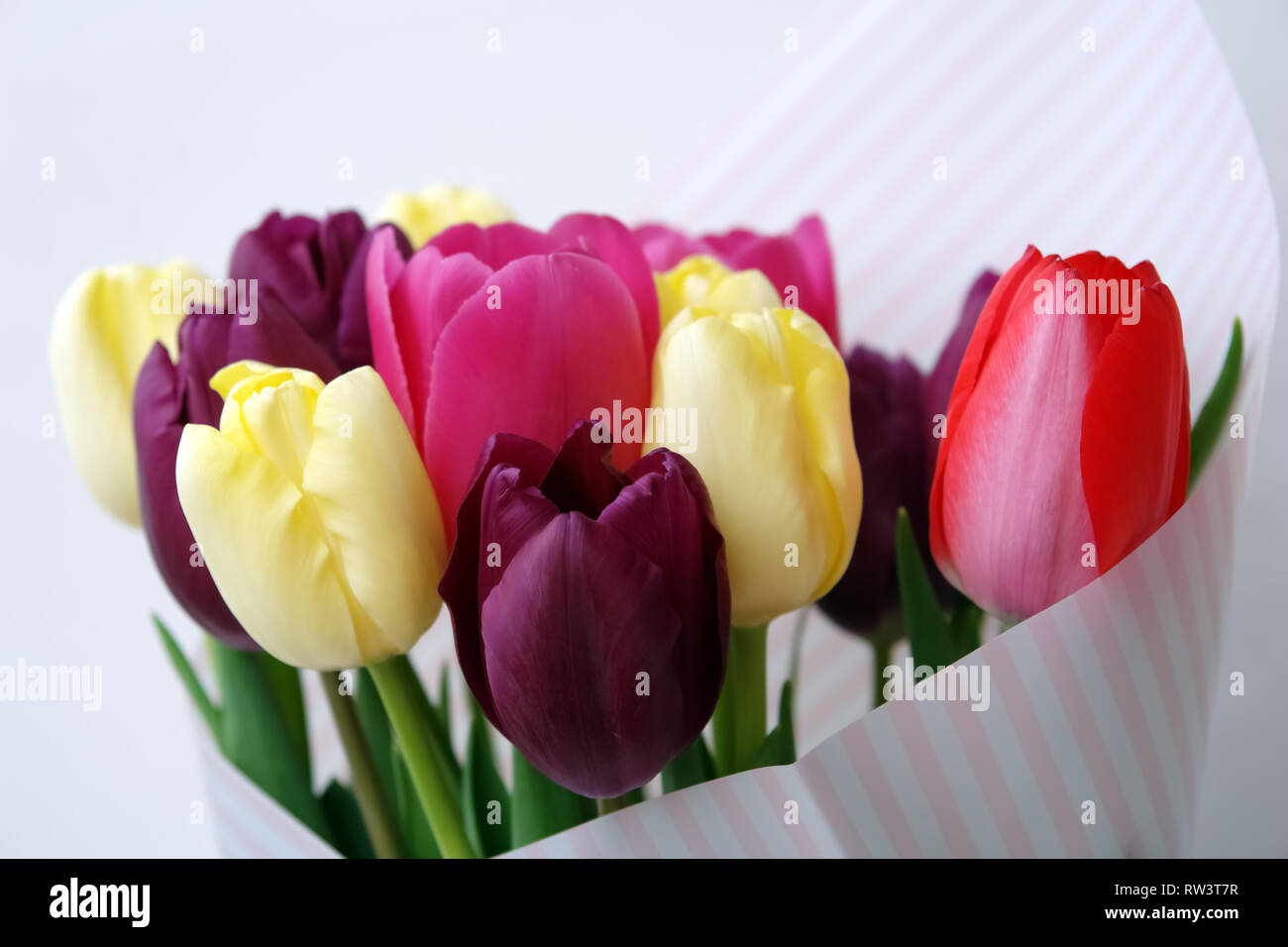 Bouquet of bright multicolor tulips on a white background. Stock Photo