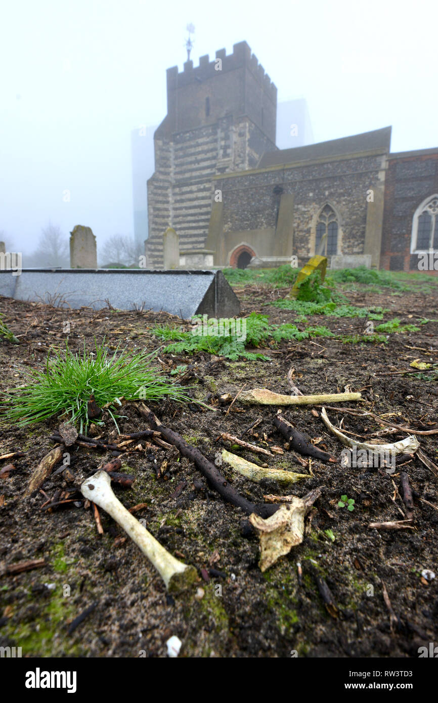 Human bones scattered in the graveyard of St. Clement's Church West Thurrock Stock Photo