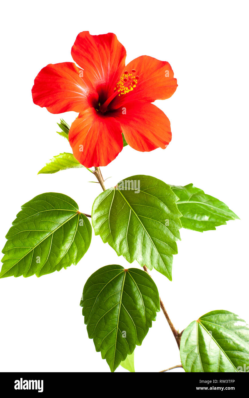 Red hibiscus flower isolated on white background Stock Photo Alamy