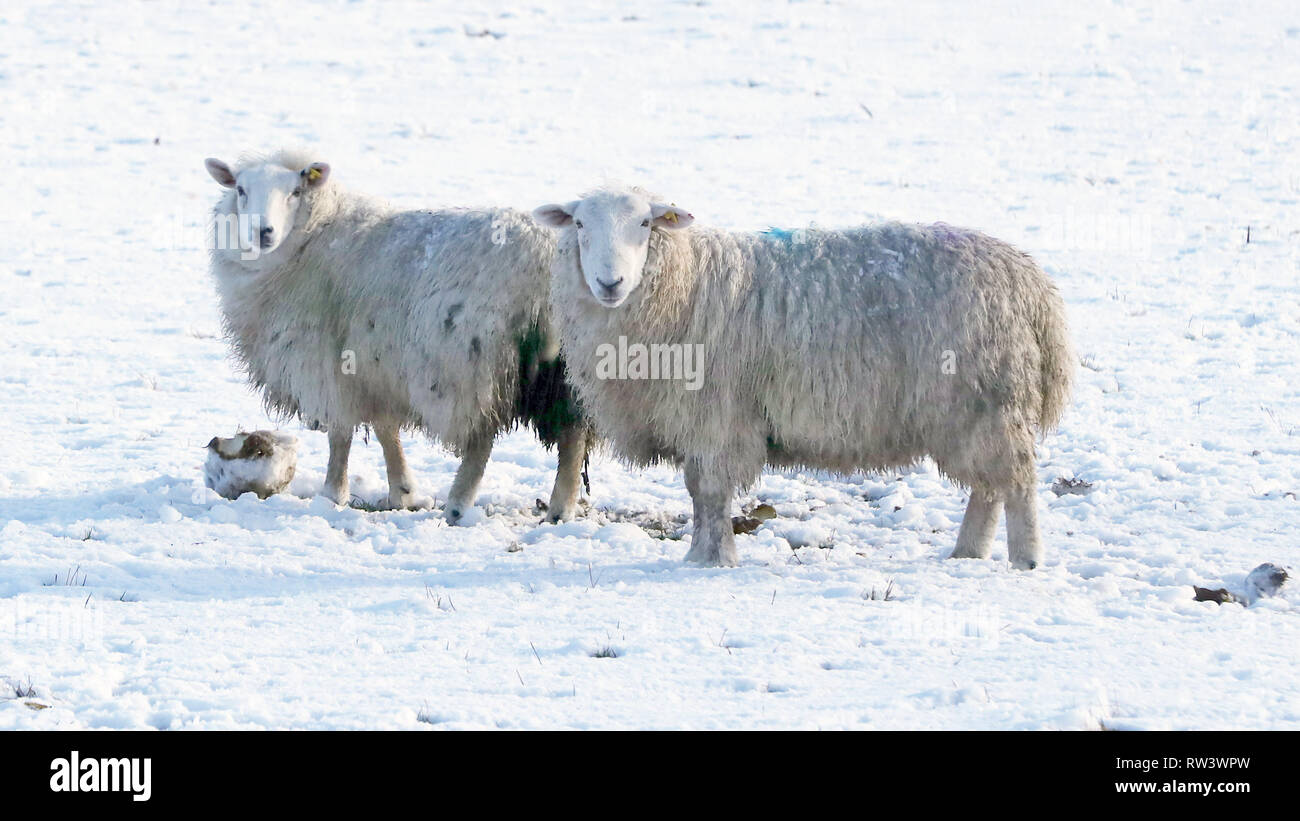 Sheep in Snow covered fields in Athy Co Kildare. Storm Freya has battered parts of Ireland with gales, heavy rain and snow causing widespread travel disruption. Stock Photo