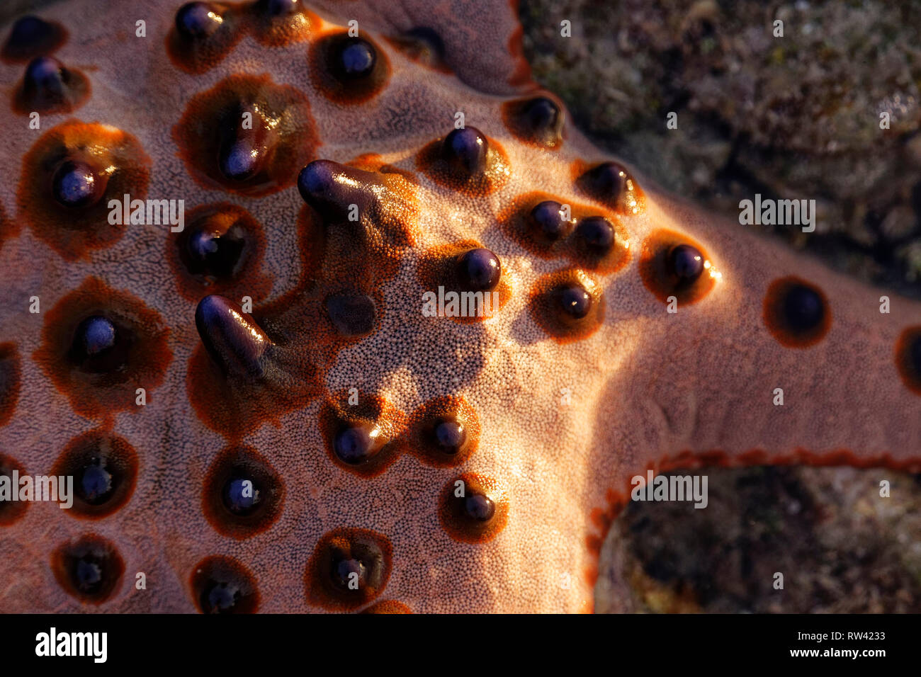 Malapascua Island, Philippines. May, 2018. Close-up of a starfish Oreasteridae (Protoreaster nodosus) photographed at Malapascua Island, Philippines.  Stock Photo