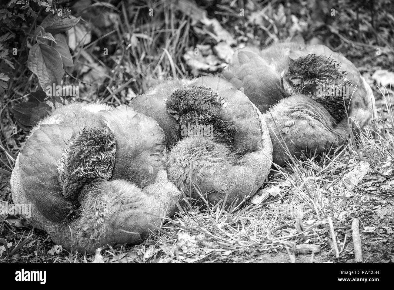 Three sleeping nile goose babies with their beaks in their plumage in black and white Stock Photo