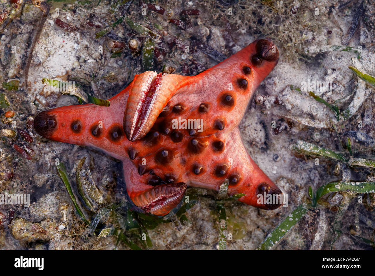 Malapascua Island, Philippines. May, 2018. Starfish Oreasteridae (Protoreaster nodosus) pictured at Malapascua Island, Philippines. Stock Photo