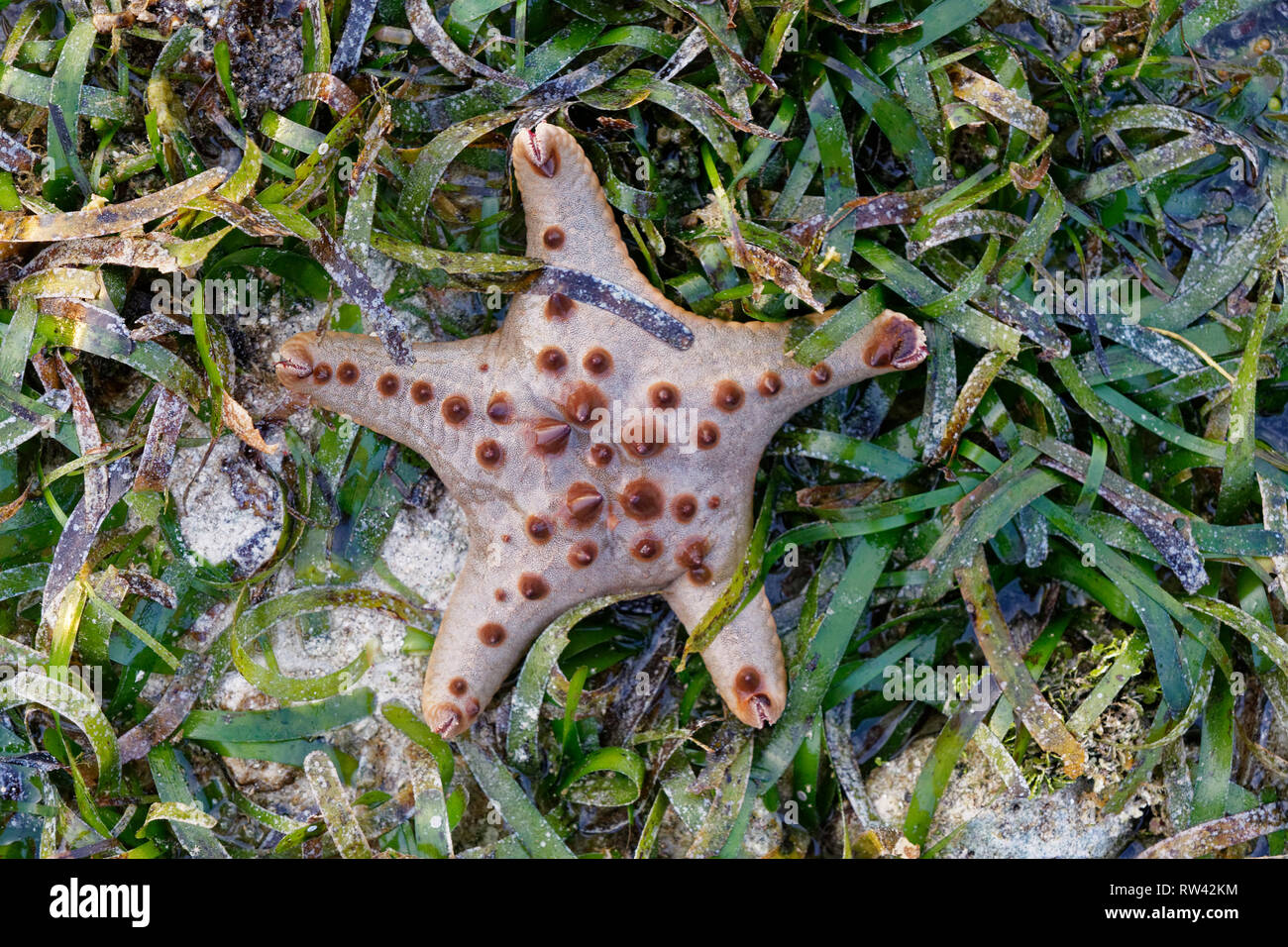 Malapascua Island, Philippines. May, 2018. Starfish Oreasteridae (Protoreaster nodosus) pictured at Malapascua Island, Philippines. Stock Photo