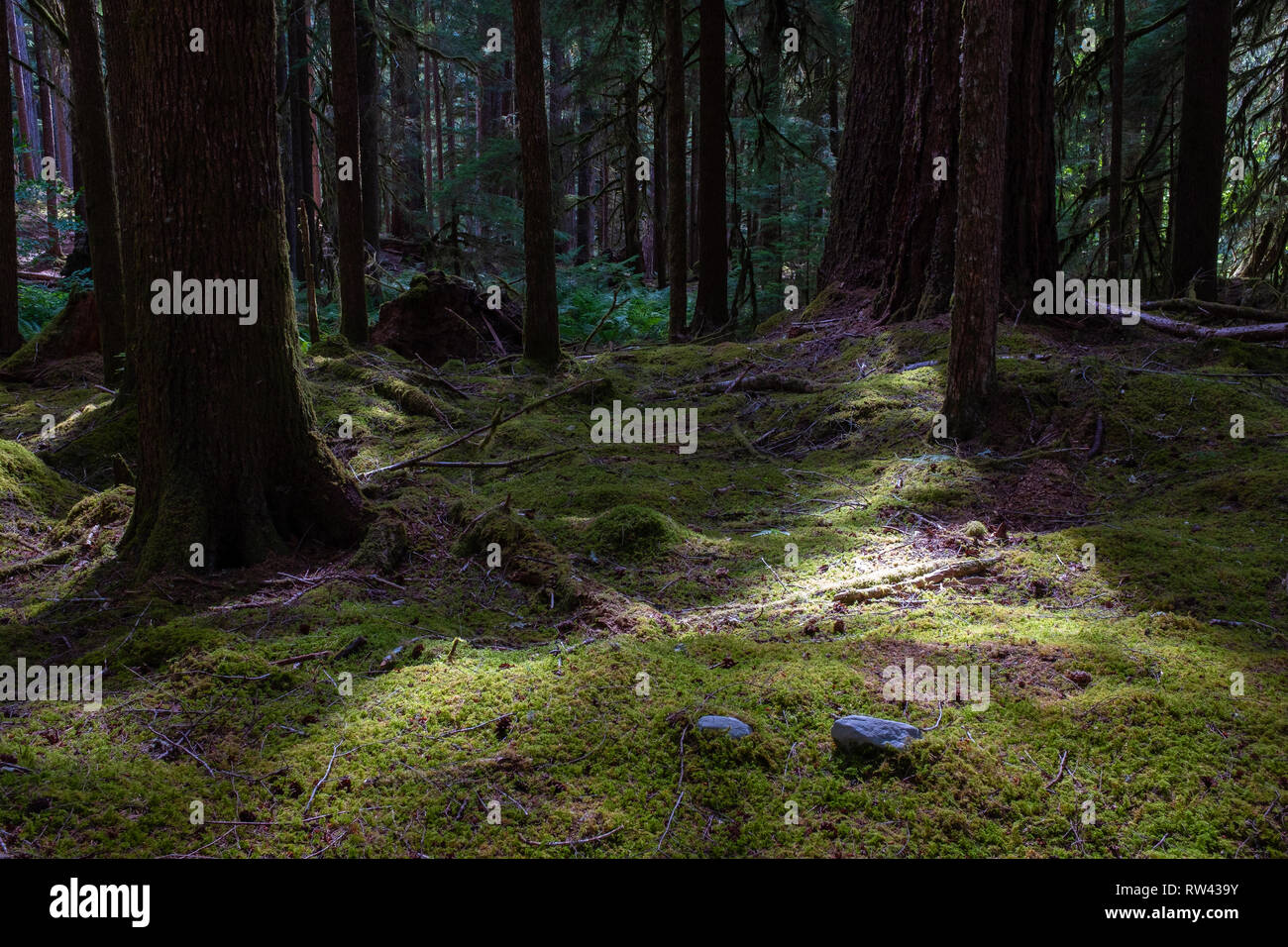 A carpet of green moss leads off into the forest on the Sol Duc Trail with shafts of light coming through the tree branches, Olympic National Park, Wa Stock Photo