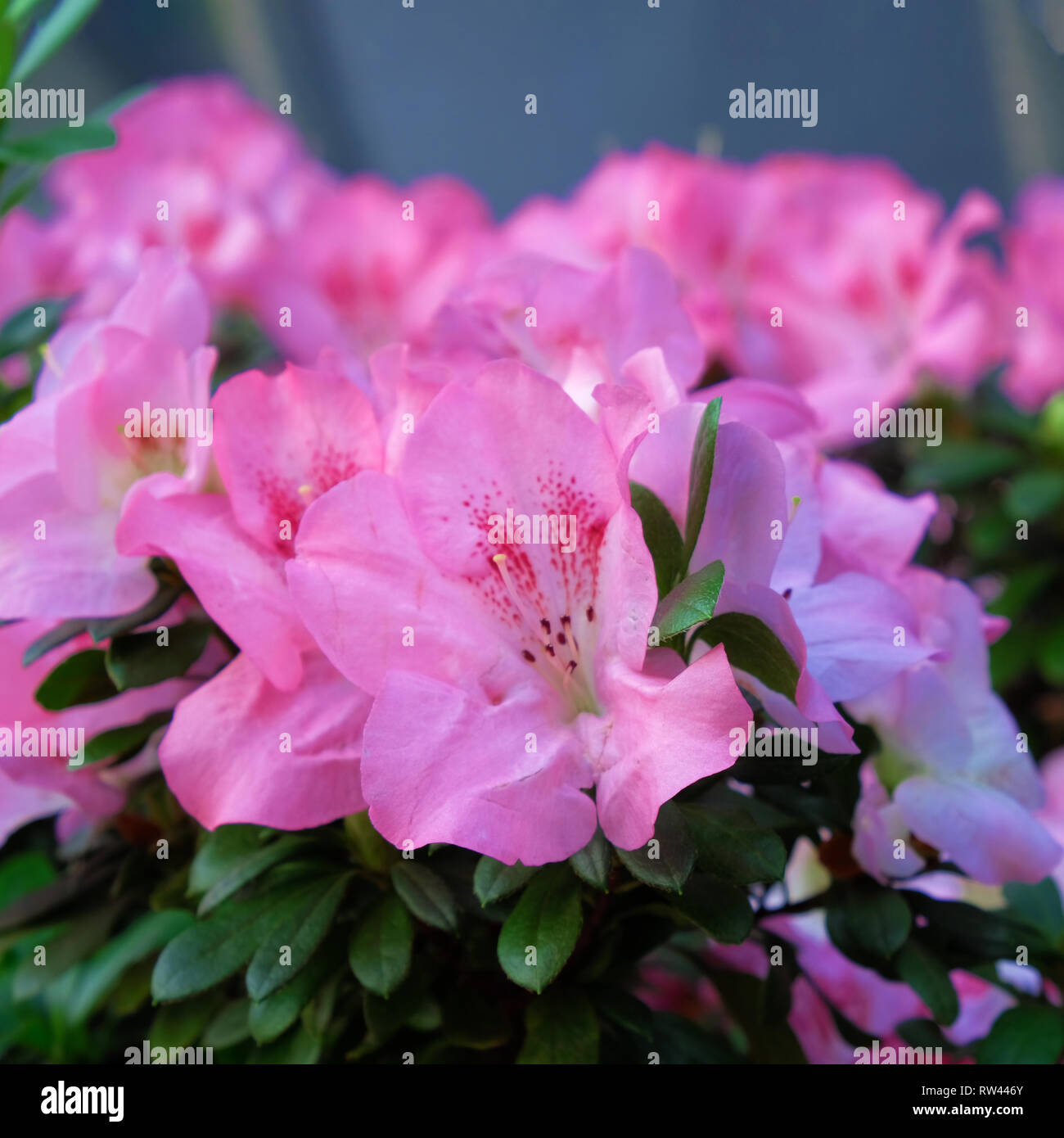 Japanese azalea white hires stock photography and images Alamy