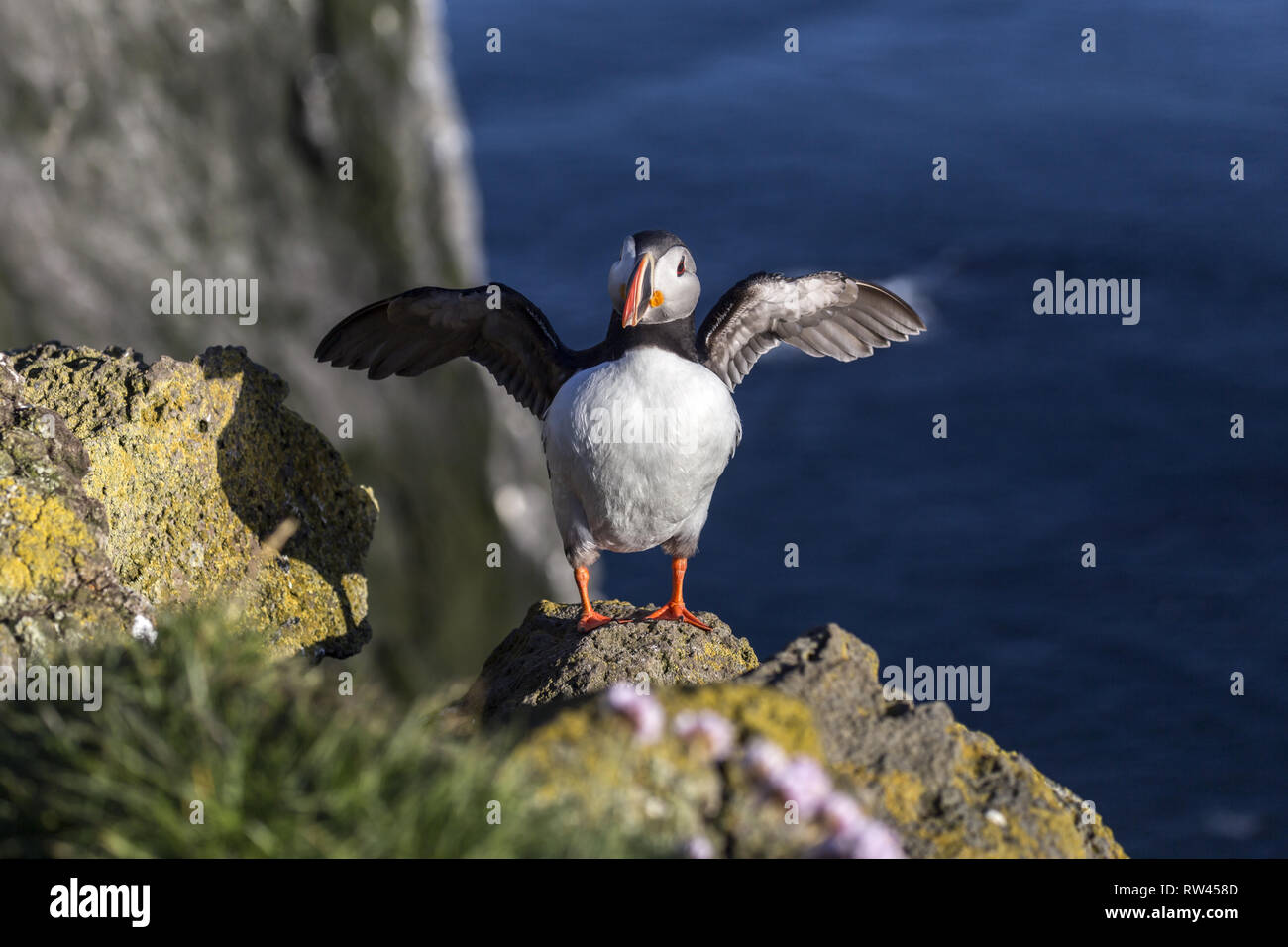 Atlantic Puffin with spread wings on the Latrabjarg cliffs in Iceland during sunset in summer in breading plumage getting ready to fly Stock Photo