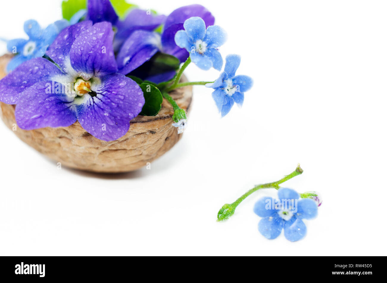 Romantic Floristic Composition With Violets And Forget Me Not Flowers In A Nutshell Against Beautiful Bokeh Background Stock Photo Alamy