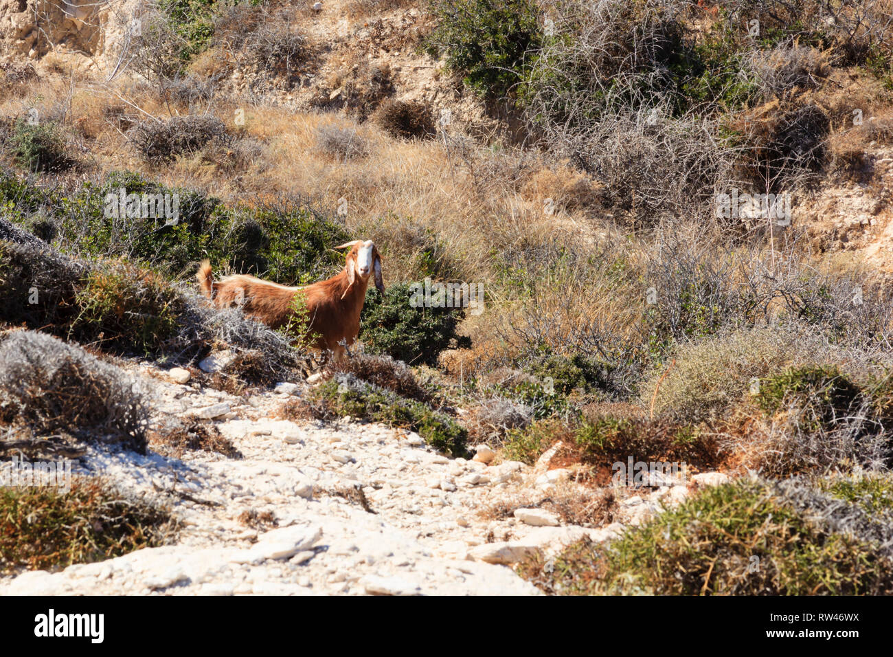 Traditional Cypriot goat grazing on scrub bondu ground, Cyprus 2010 Stock Photo