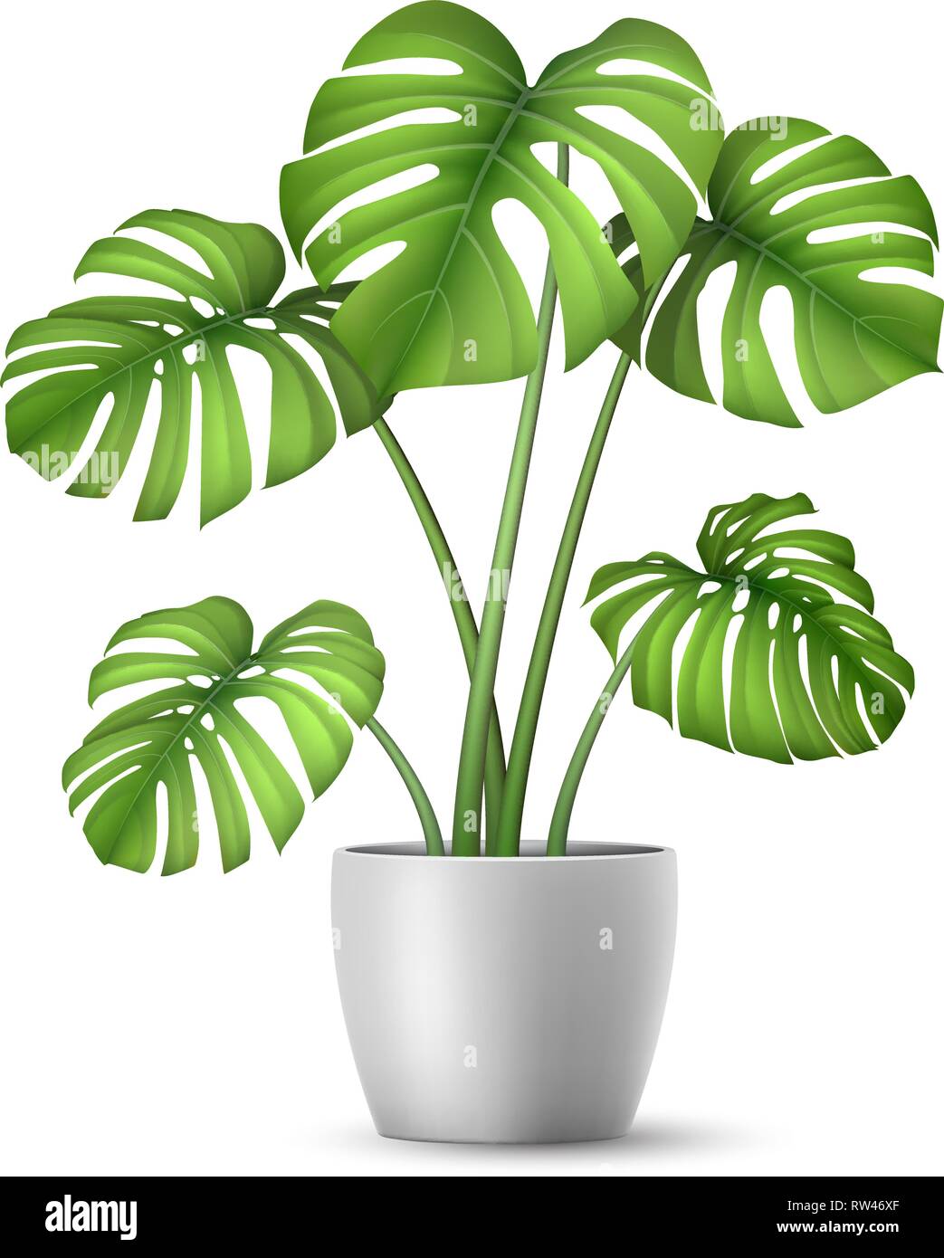 Realistic vector Monstera in a flower pot. Stock Vector