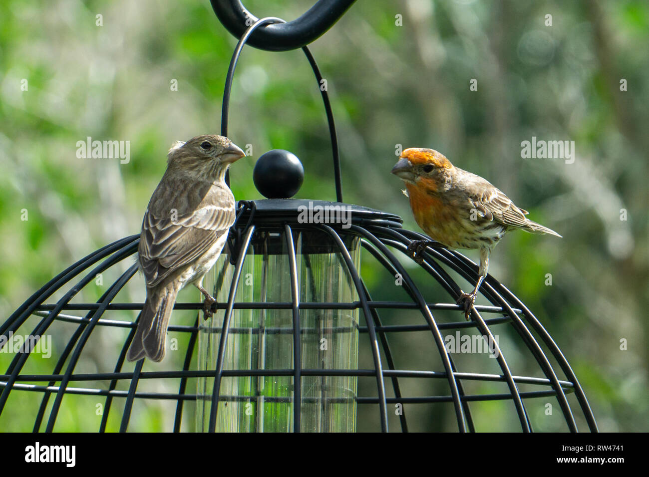 Male and Female House Finches (Haemorhous mexicanus) sit on top of a