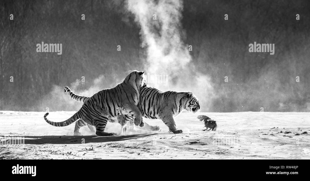Siberian tigers in a snowy glade catch their prey. Very dynamic shot
